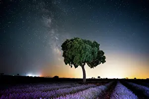 Starry: Milky way in a lavender field with a beautiful summer
