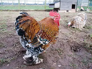 Bantam: Mille Fleur Pekin Bantam - male & female