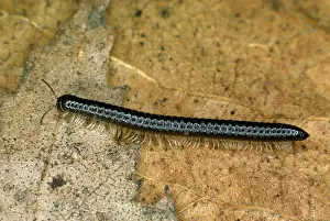 Millipedes: MILLEPEDE