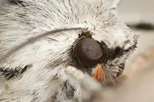 211119: Miller Acronicta leporina