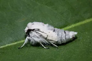 Owlet: Miller (Acronicta leporina) moth