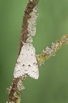 Army: Miller Moth