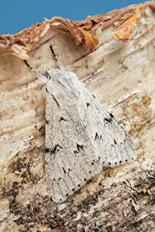 250720: Miller Moth - Norfolk UK