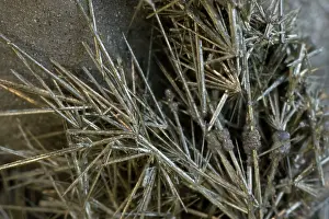 Pyrites: Millerite on Arsenian Pyrite