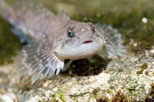 Bullheads: Miller's Thumb / Bullhead - single fish lying on stones
