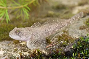 Photographed: Miller's Thumb / Bullhead - single fish photographed