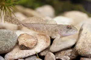 Photographed: Miller's Thumb / Bullhead - single fish photographed
