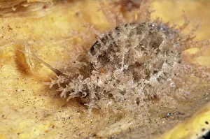 Papillae: Millet Cowrie Shell