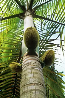 Nobilis: Millionaire's Salad Tree - Palm nuts on millionaire's