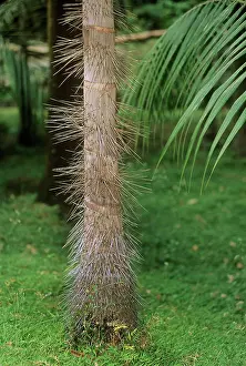 Nobilis: Millionaire's Salad Tree - spines on trunk
