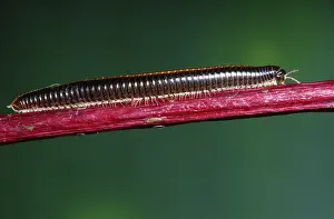 Millipede: Millipede