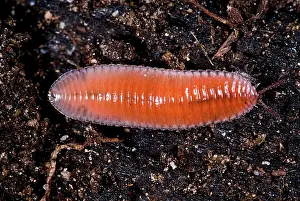 Millipede: Millipede