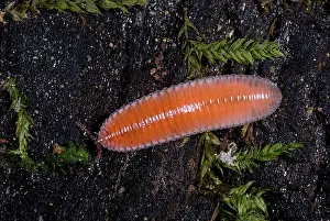 Millipede: Millipede