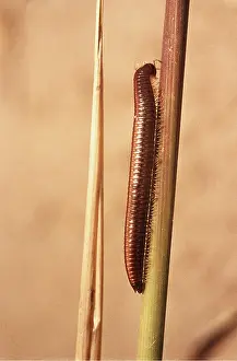 Segment: MILLIPEDE
