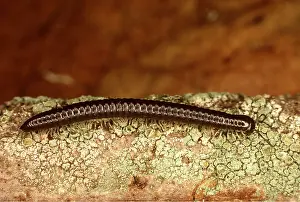 Segment: MILLIPEDE