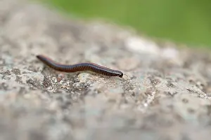 Millipede: Millipede