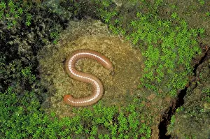 Bugs: Millipede