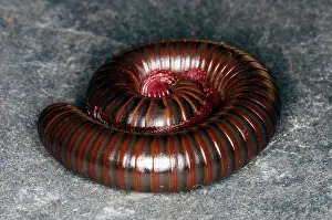 Spiral: Millipede