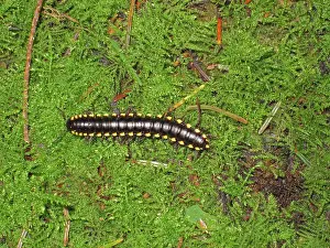 Scented: Millipede
