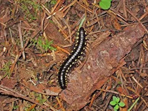 Scented: Millipede
