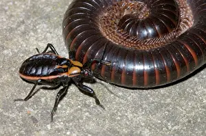Nymphs: Millipede Assassin bug - Mature nymph attacking millipede