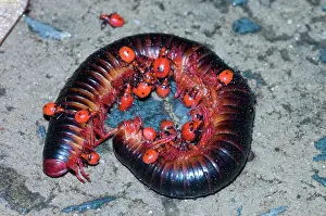 Millipedes: Millipede Assassin - Nymphs feeding on millipede