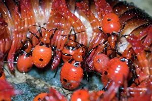 Millipedes: Millipede Assassin - Nymphs feeding on millipede