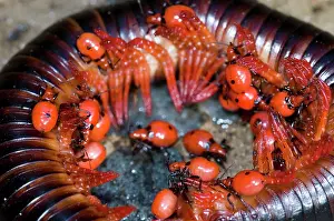 Nymphs: Millipede Assassin - Nymphs feeding on millipede