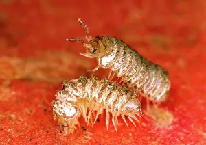 Rarest: Millipede - BritainIs rarest species - Male courting female