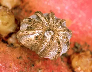 Rarest: Millipede - BritainIs rarest species rolled into a ball