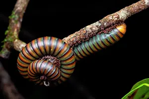 Roll: Millipede (Juliformia sp) on black background, Saut