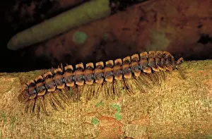 Sarawak: Millipede on log
