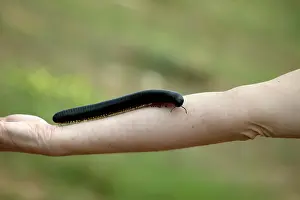 Millipedes: Millipede - on personIs arm