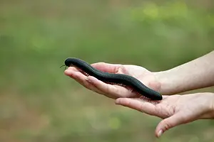 Millipedes: Millipede - on personIs arm