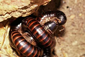 Millipedes: Millipedes - mating