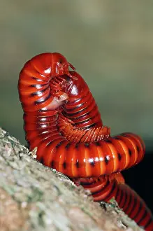 Millipedes: Millipedes - mating