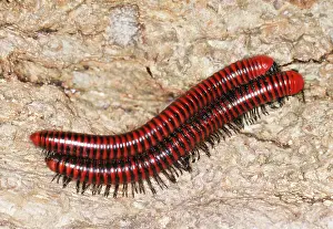 Millipedes: Millipedes - mating