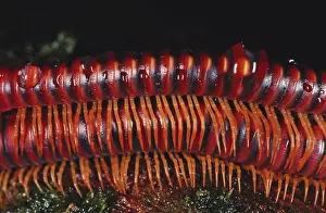 Sarawak: Millipedes Mating