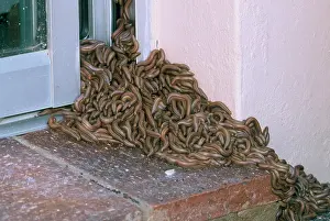Millipedes: Millipedes - Swarm of young resting against building