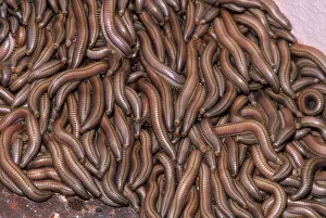 Millipedes: Millipedes - Swarm of young resting against building