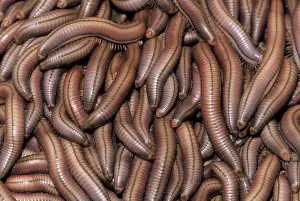 Millipedes: Millipedes - Swarm of young resting against building