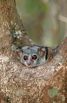 Lepilemur: Milne-Edwards Sportive / Weasel Sportive Lemur