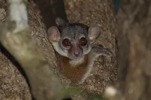 Ankarafantsika: Milne-Edwards's Sportive Lemur (Lepilemur edwardsi) peeking
