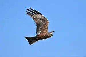 Migrans: Milvus migrans Falconiformes