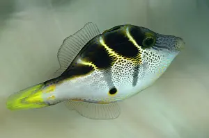 Filefish: Mimic Filefish