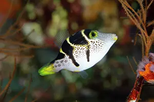 False: Mimic Filefish - mimicking the highly poisonous