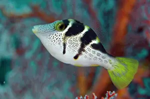 Saddle: Mimic Filefish mimicking Saddled Puffer