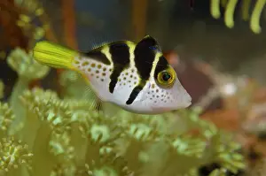 Saddle: Mimic Filefish mimicking Saddled Puffer