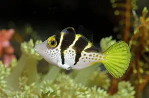 Saddle: Mimic Filefish mimicking Saddled Puffer