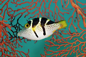Saddle: Mimic Filefish mimicking Saddled Puffer